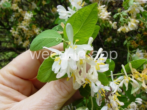 honeysuckle, Tatarian